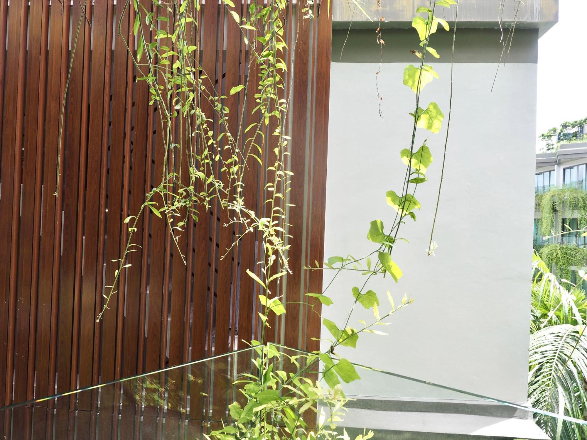 Panwaburi Beachfront Resort - Sha Extra Plus Екстер'єр фото A green wall in Singapore